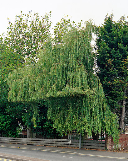 Overlay 003 Mature Tree rt