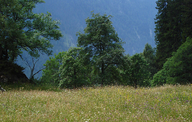 countryside