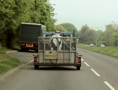 cows
