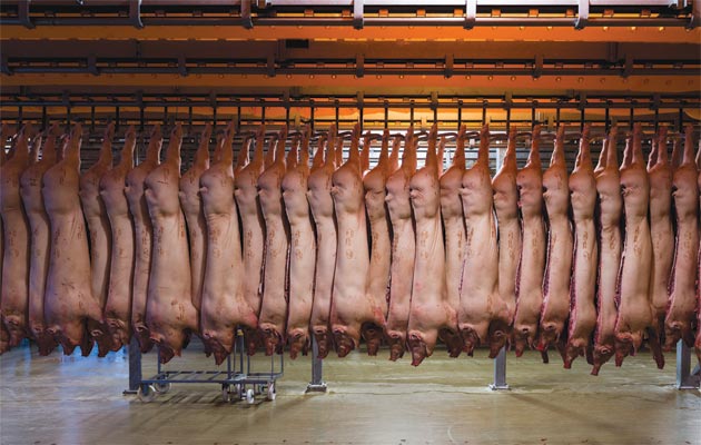 slaughterhouses 1