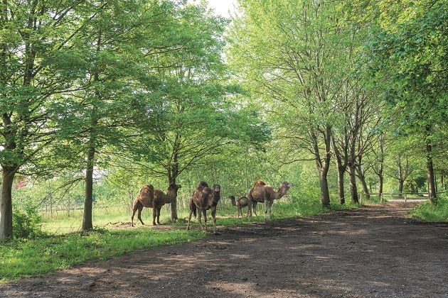 LABIOMISTA camels roam free ICON