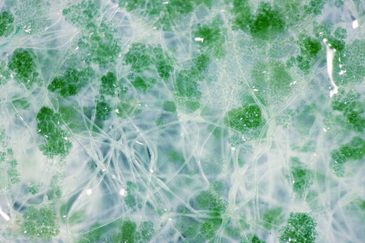 post carbon lab, sustainability, design, sustainable design, iconeye, ICON magazine