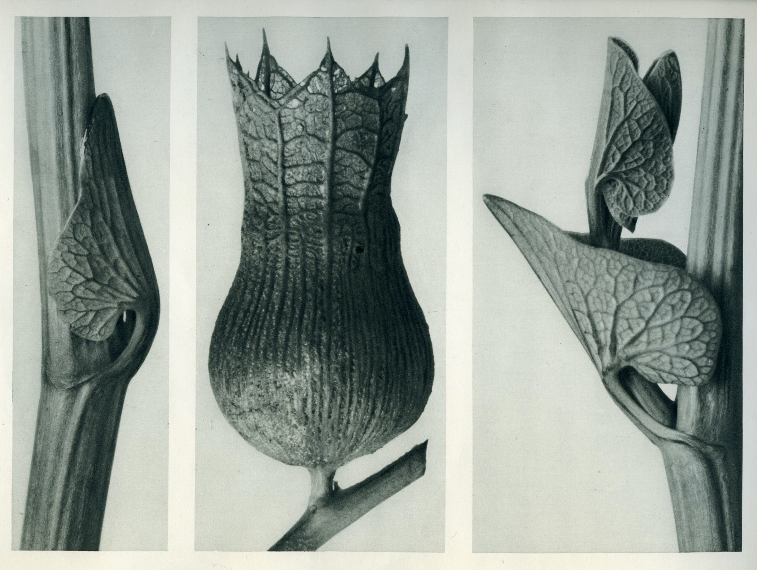 Karl Blossfeldt Archiv/Stiftung Ann und Jürgen Wilde, Pinakothek der Moderne, München